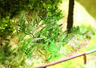 fern laser cut plants