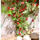 Rambler Roses-(Laser Cut)