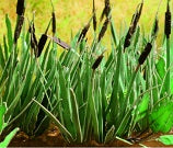 Reed Plants-(Laser Cut)