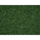 Swamp Grass